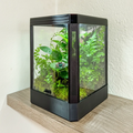 Jumping Spider Enclosure With Lighting